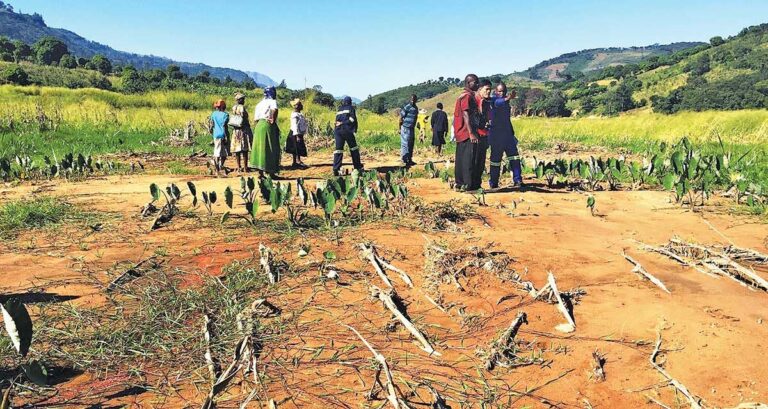 Farmers in Zimbabwe needed seed to recover from Cyclone Idai Photograph from PWRDF