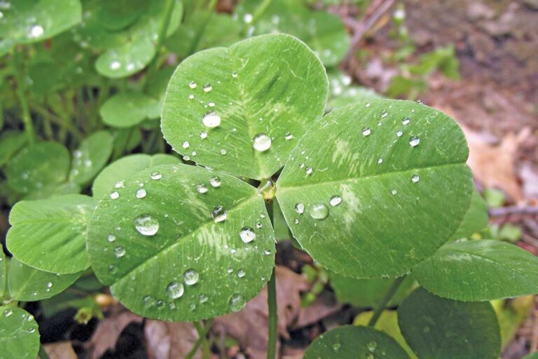 shamrock photo from commons.wikimedia.org
