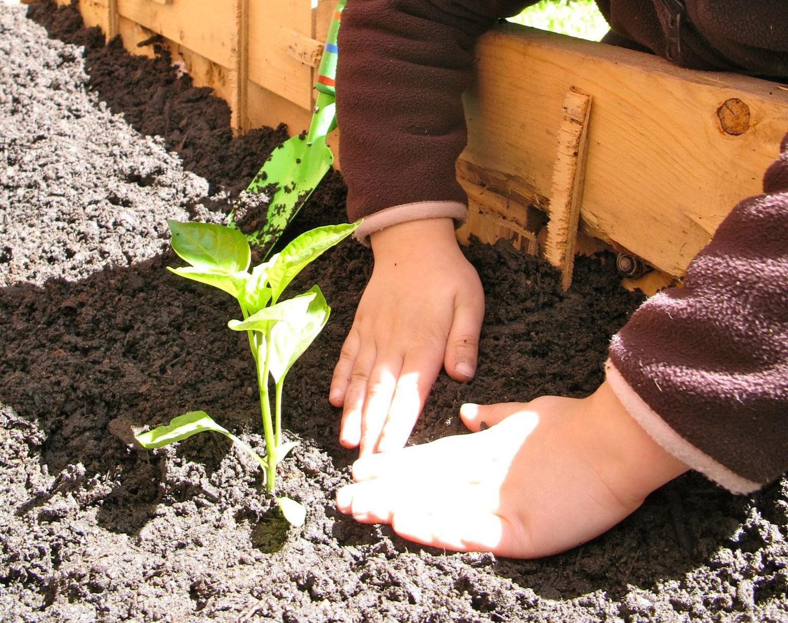 child's hands planting a seedling