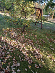 A grassy yard in autumn covered with brown and yellow fallen leaves and small apples beneath a small, leafy apple tree. A wooden swing set is visible in the background.