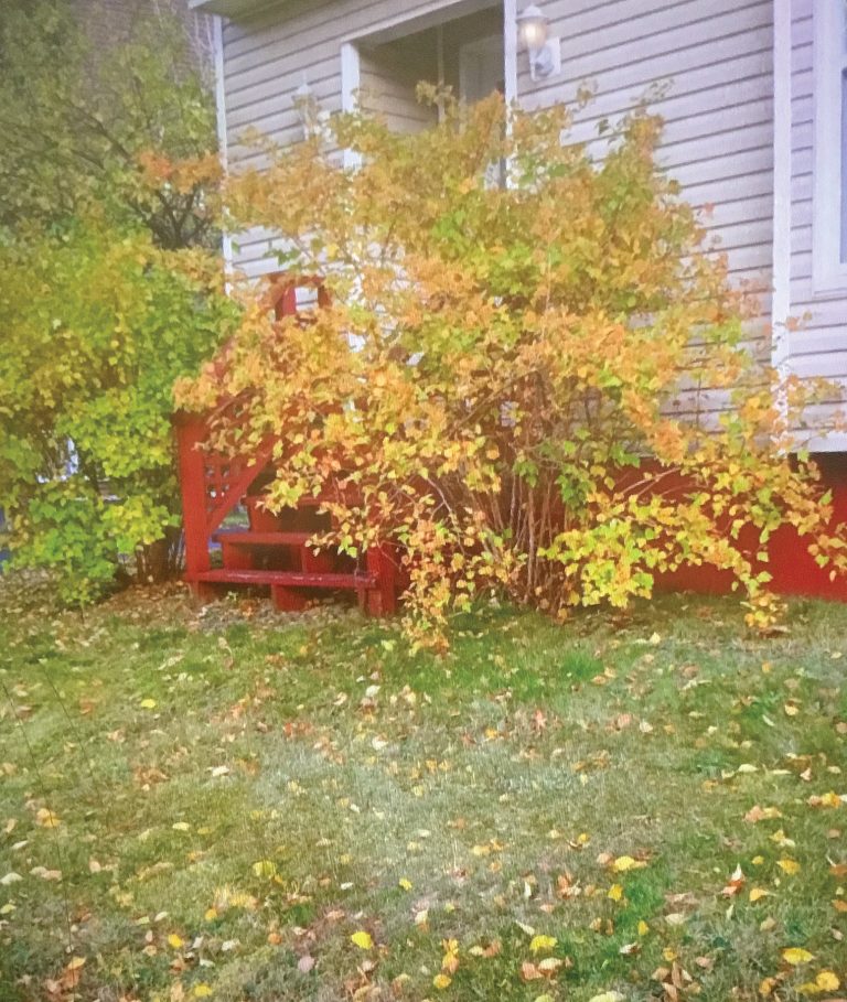 A backyard with wooden red deck and steps. Next to the deck is a small tree with yellow and orange leaves.