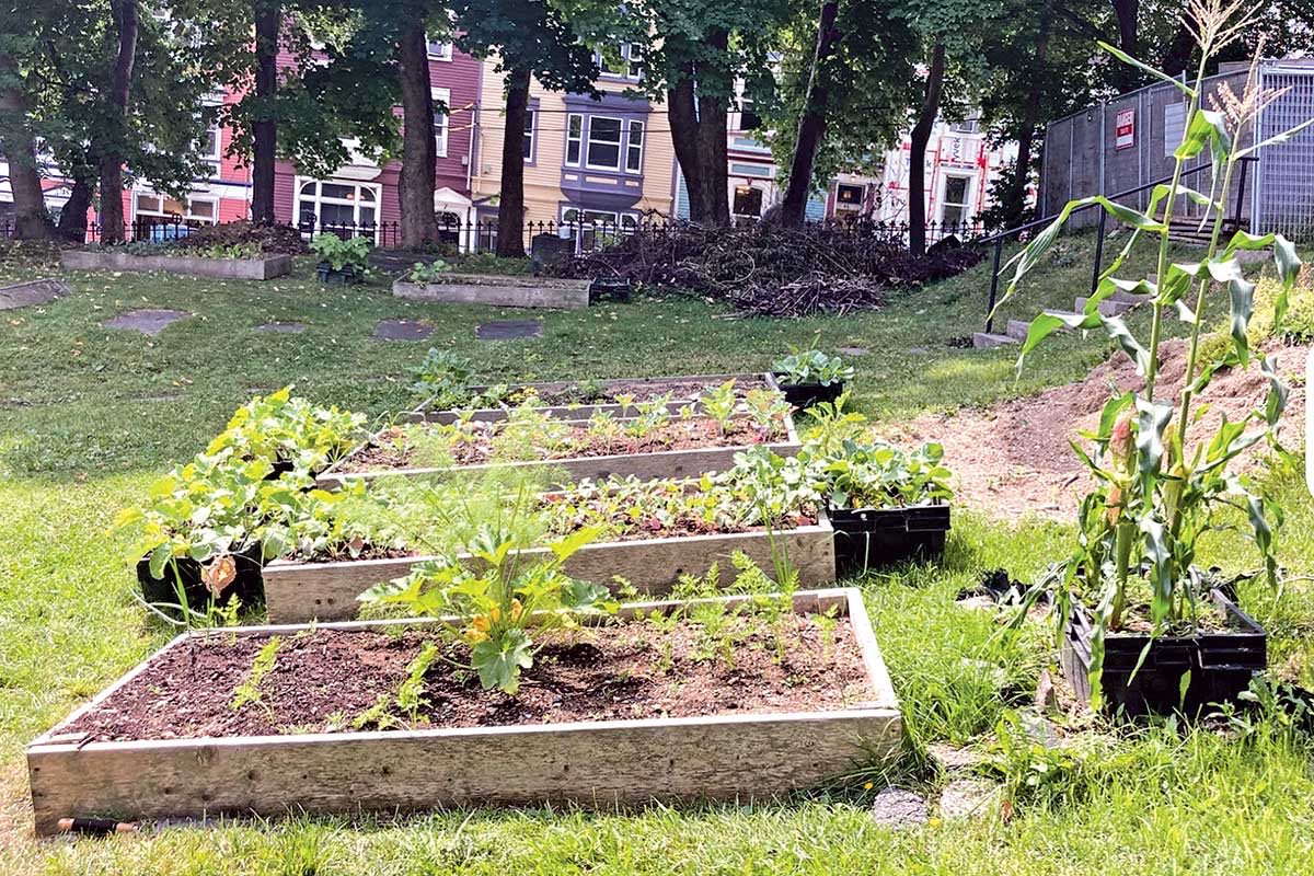 some of the raised beds that are used to grow more food for the community, also located in the green space below the Anglican Cathedral.